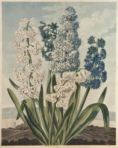 WARNER Thomas 1852-1922,Hyacinths,Bloomsbury London GB 2010-07-15