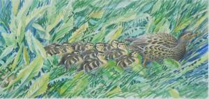 WARREN Michael 1938,Mallard and ducklings,2005,Golding Young & Co. GB 2022-12-21