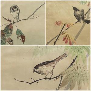 WATANABE Seiti Shotei,Sparrows and Birds on Branches,1905,David Duggleby Limited 2022-03-12
