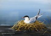 WATERHOUSE Ralph 1943,Study of a Tern,Clevedon Salerooms GB 2018-10-18