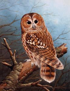 WATERHOUSE Ralph 1943,study of an owl,Warren & Wignall GB 2022-02-02