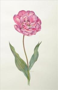 WATKINS Jane 1953,Double Tulip,Dreweatt-Neate GB 2009-02-24