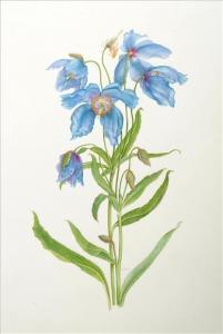 WATKINS Jane 1953,Himalayan blue poppy,1953,Dreweatt-Neate GB 2009-02-24
