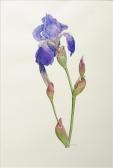 WATKINS Jane 1953,Single iris Watercolour,Dreweatt-Neate GB 2009-02-24