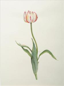 WATKINS Jane 1953,Striped Tulip,1953,Dreweatt-Neate GB 2009-02-24