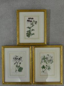 WATTS J.,various species of Geranium plants,1821,Criterion GB 2021-06-23