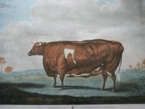 WEAVER Thomas 1774-1843,THE UNRIVALLED LINCOLNSHIRE HEIFER,Lawrences GB 2010-04-23