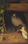WEBB William James 1817-1904,Two pigeons,Eastbourne GB 2021-04-21
