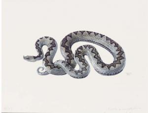 WEBER Denise 1929-1992,Snake; Vipera ammodytes,Christie's GB 2005-11-30