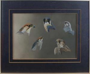 WEENINK Ruud 1949,Five falcon species,Twents Veilinghuis NL 2018-10-12