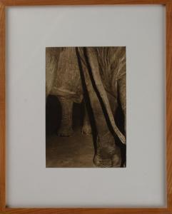 WEIL Daniel 1900-2000,Elephant Tail,1981,Stair Galleries US 2011-09-10