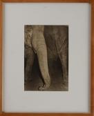 WEIL Daniel 1900-2000,Elephant Trunk,Stair Galleries US 2011-09-10