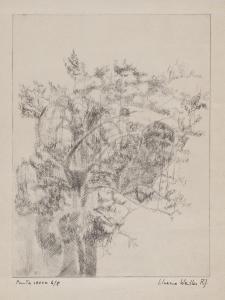 WEILLER SILVANA 1900-1900,Tree,Babuino IT 2014-11-19