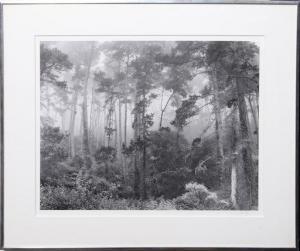 WERLING Robert 1946,Pines in Fog,c. 1975,Ro Gallery US 2020-09-17