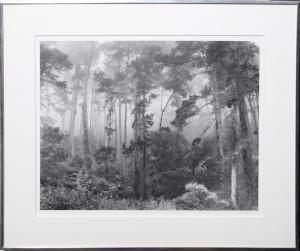 WERLING Robert 1946,Pines in Fog,1975,Ro Gallery US 2023-10-31