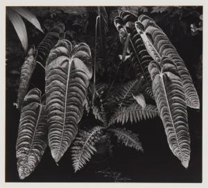 WESTON Brett 1911-1993,Botanical leaves,1975,John Moran Auctioneers US 2024-02-27