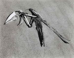 Weston Edward 1886-1958,Bird Skeleton, Oceano,1936,Christie's GB 2016-04-06