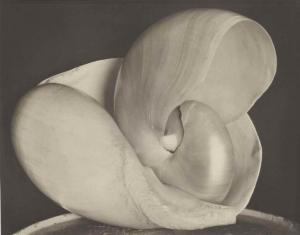 Weston Edward 1886-1958,Shells,1927,Christie's GB 2016-10-04