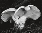 WESTON EDWARD # WESTON COLE,"Fungus",1932,Swann Galleries US 2010-10-19