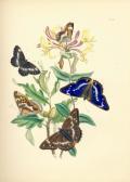 WESTWOOD JOHN OBADIAH 1800-1800,British Butterflies and Their Transformations,Bonhams GB 2015-07-29
