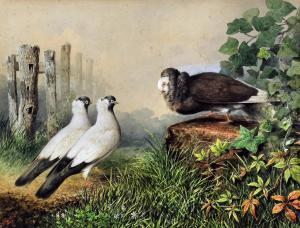 WHITE Cheverton,Study of three fancy pigeons in a landscape,Canterbury Auction GB 2016-08-02