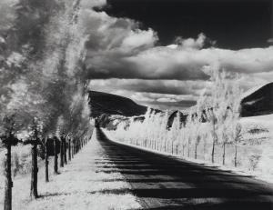 WHITE Minor 1908-1976,Road and Poplar Trees,1955,Christie's GB 2012-04-05