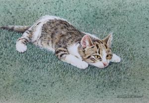 WHITTAKER Janet,study of a kitten lying in grass,Cuttlestones GB 2021-09-02