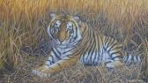 WHITTAKER Mark 1964,Bengal Tiger,1998,Criterion GB 2019-10-07