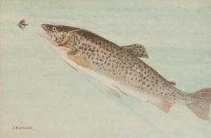 WILES J 1900-1900,Trout rising to take a dry fly,Bloomsbury London GB 2012-05-03