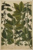 WILHELM WEINMAN John 1683-1741,Botanical Studies of Acorns and Oak Leaves,1735,Sworders 2020-09-22