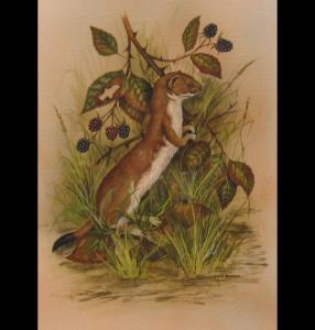WILKINSON Colin 1950,a study of a stoat in the undergrow,20th Century,Dee, Atkinson & Harrison 2007-11-30