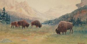 WILKINSON John B 1865-1907,Buffalo - Banff, Alberta,Levis CA 2023-05-20