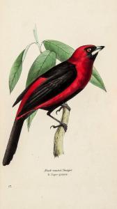 WILLIAM swainsson,A Selection of the Birds of Brazil and Mexico,Dreweatts GB 2014-02-27