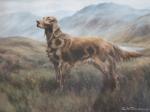 Williams C,Study of a Red Setter in a Highland landscape,Cuttlestones GB 2022-07-27