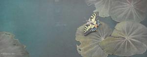 WILLIAMSON BELL James 1938-2010,Swallowtail Butterfly on Lily Pads - Goldfinch - W,Halls 2021-12-08