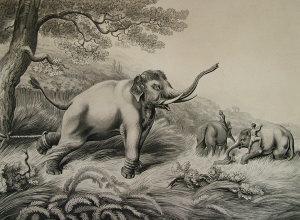 WILLIAMSON Thomas, Captain 1790-1815,Decoy Elephants Leaving theMale Fastened to a ,1805,Rosebery's 2010-11-02