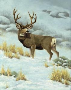 WILSON Greg 1962,Mule Deer Buck,Jackson Hole US 2024-02-17