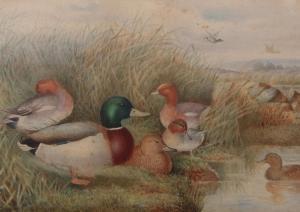 WILSON Stanley 1836-1898,Ducks by waters edge,1872,Keys GB 2018-09-21