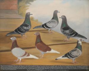 WINDRED EDWARD HENRY 1875-1953,Portrait of six racing pigeons, the property o,1937,Woolley & Wallis 2020-09-08