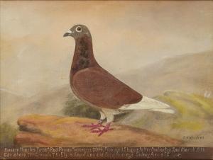 WINDRED EDWARD HENRY,Portraits of racing pigeons, 'Red Prince' and 'Mot,1924,Rosebery's 2020-11-24
