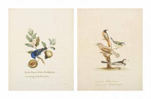 WINGFIELD Isabella Harriet,Ten Ornithological and Botanical Studies,Christie's GB 2013-01-20