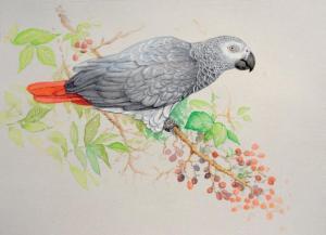 WINTERS Ria 1959,African grey parrot,EVE FR 2011-11-21
