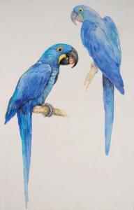 WINTERS Ria 1959,Hyacinth Macaws,EVE FR 2011-11-21