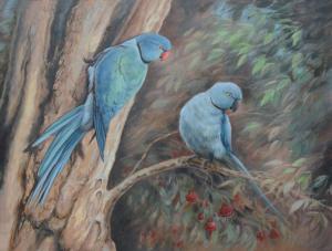 WINTERS Ria 1959,Rodrigues parakeets,EVE FR 2011-11-21