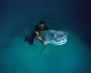 winther pierre 1963,THE UNDERWATER PROJECT, SHARK RIDING,1993,Sotheby's GB 2015-05-23