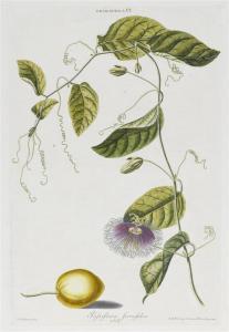 WIRSING Adam Louis, Ludwig 1733-1797,Papsiflora ferrafolia,Galerie Koller CH 2014-03-26