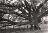 WISHERD EDWIN L 1900-1970,Children on a Giant Oak Tree,1929,Christie's GB 2013-11-19