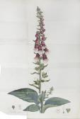 WITHERING WILLIAM 1740-1799,An Account of the Foxglove,Bonhams GB 2014-10-22