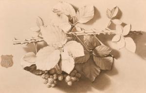 WITHERSPOON Robert 1842-1917,study of a spray of blackberries,John Nicholson GB 2021-06-23