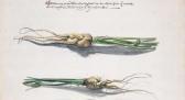 WITHOOS Franz 1657-1705,Two Studies of Parsnips,Christie's GB 1998-07-07